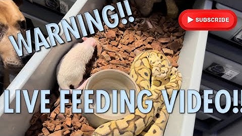 WARNING LIVE FEEDING!!  ||  FEEDING DAY AT BLUE LINE MORPHS!