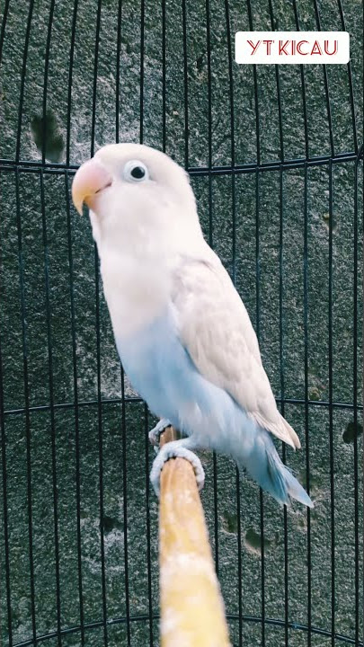 Pancingan Lovebird Paud Gacor