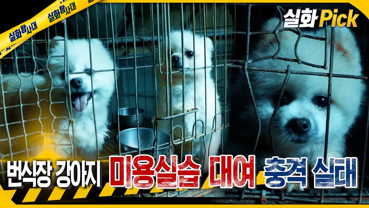 MBC 실화탐사대 애견미용학원 실습견 보도 대표 이미지