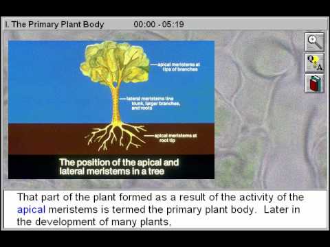 Plant Anatomy: The Primary Plant Body Part 1 - YouTube