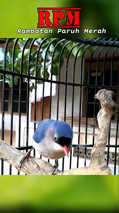 Burung rambatan paruh merah #shorts #rambatanparuhmerah