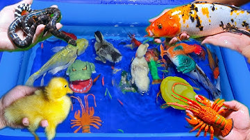 Động vật dễ thương Videos : Vịt Con Bơi, Rắn Nước, Tôm Hùm, Cá Sấu, Con Gà