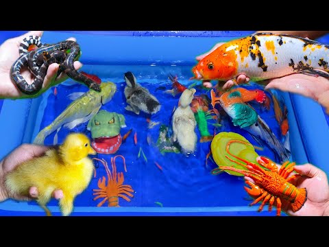 Video Động vật dễ thương Videos : Vịt Con Bơi, Rắn Nước, Tôm... - youtube