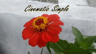 Bom Dia || Selamat Pagi || Cinematic Video