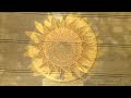 Sunflower Crop Circle Story - same day resPonse !!! - 15th August 2021
