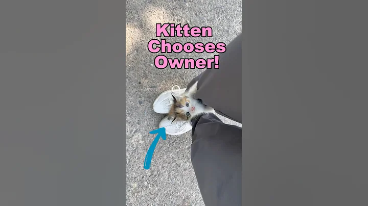 Accidentally Adopting A Kitten!!