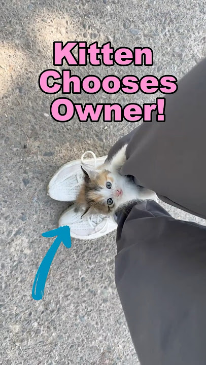 Accidentally Adopting A Kitten!!