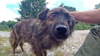 Abandoned Dog Waits 60 Days By Roadside For Someone To Rescue Him | Howl Of A Dog