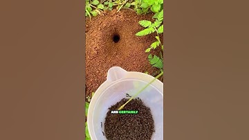 Wow! Using Ants to Catch a Big Grasshopper!