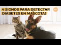 4 Signos para detectar la diabetes en perros y gatos