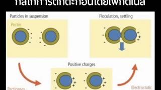 enzyme pectinases