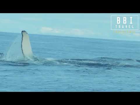 IJsland excursie Walvis