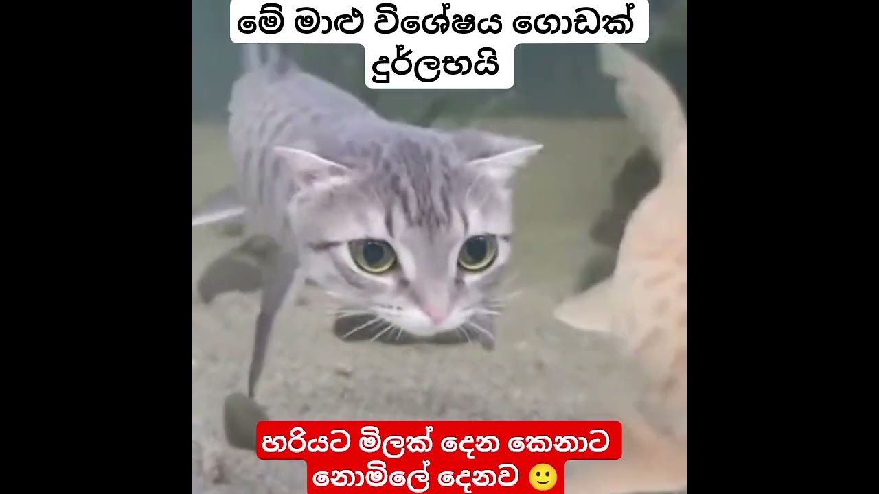 ඉතා දුර්ලභ මාළු 😳 #fishlover #trending #viral