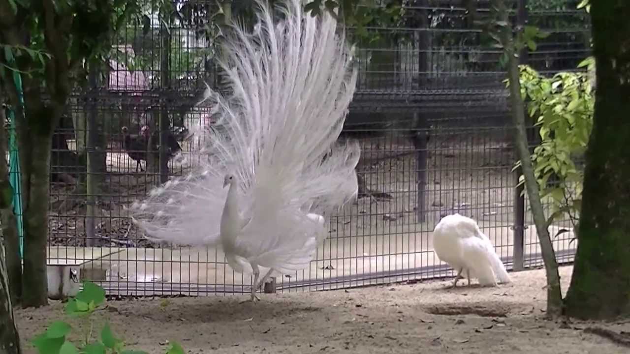 久留米市鳥類センター 白クジャク Youtube