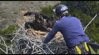 Sauces Channel Islands Eagle Cam ~ Banding Day; Removal Of Eaglets Part One 5.1.18