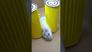 Hamster Escapes Maze