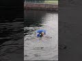 ##memes #dogshorts #doglife #summer #swimming #my #live