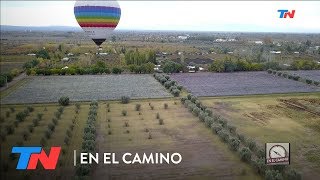 'Mendoza de Pura Cepa' | EN EL CAMINO