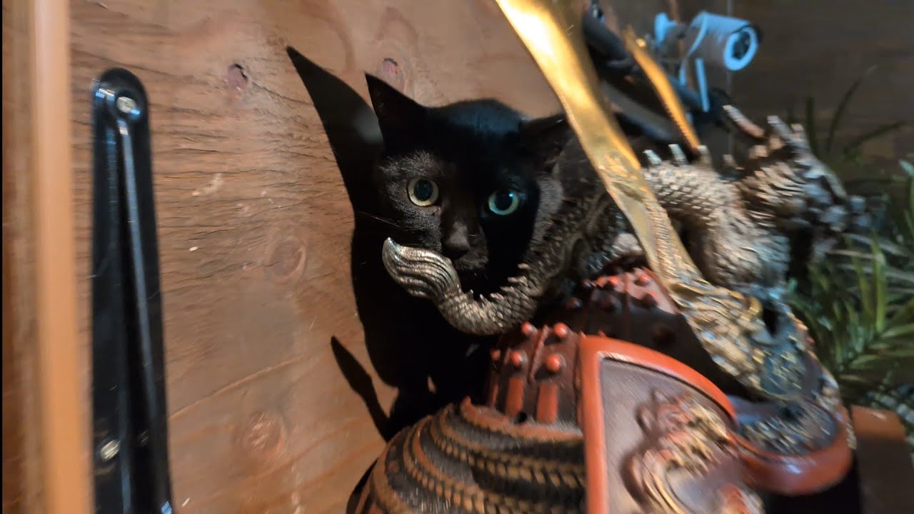 Black cats are popular at adoption events lately, so is this the