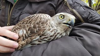 How to feed a bird of prey if it does not eat by itself. Shredder the Goshawk