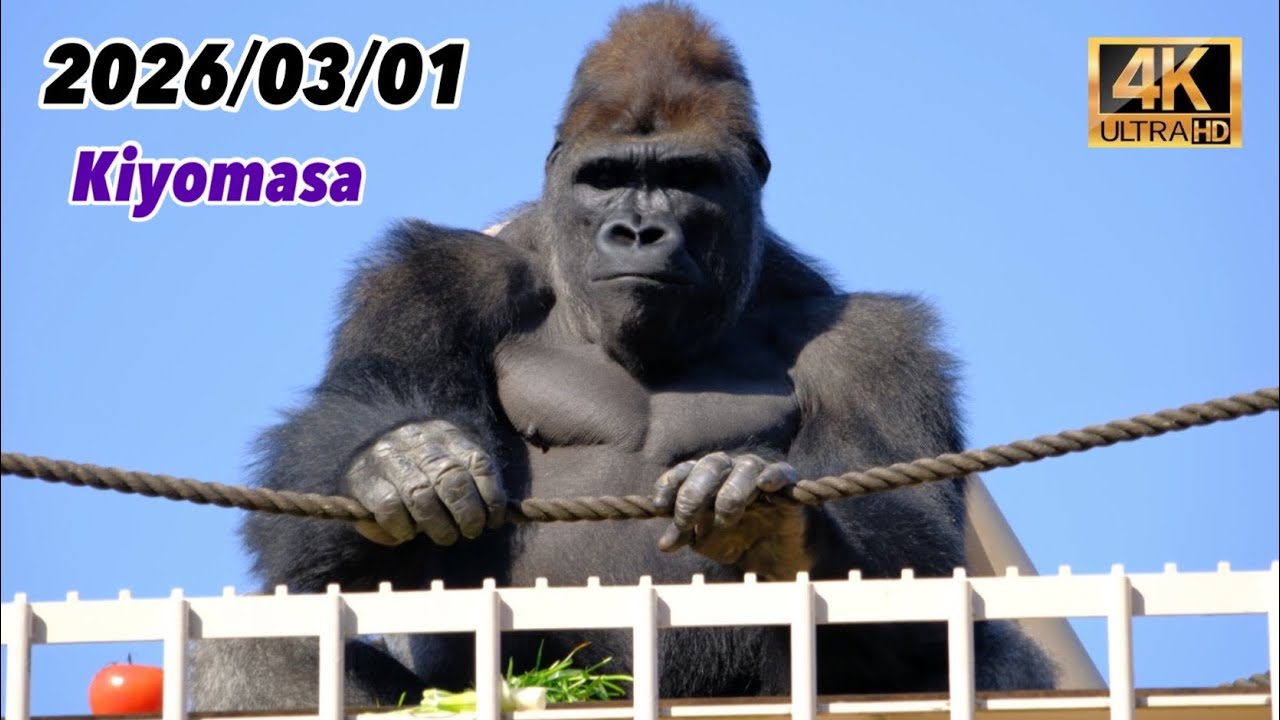 Kiyomasa and Ai climb to the top of the tower！2026/03/01 Sunday