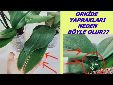 Video: Nega mening orkide kurtaklari yo'qoladi: orkide kurtaklari portlashining sabablari va davolash usullari