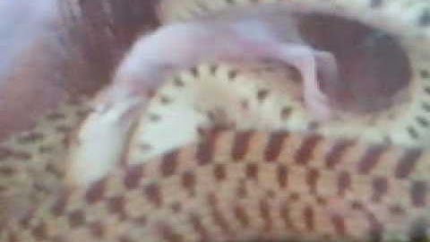 Gopher Snake Eating mice 2
