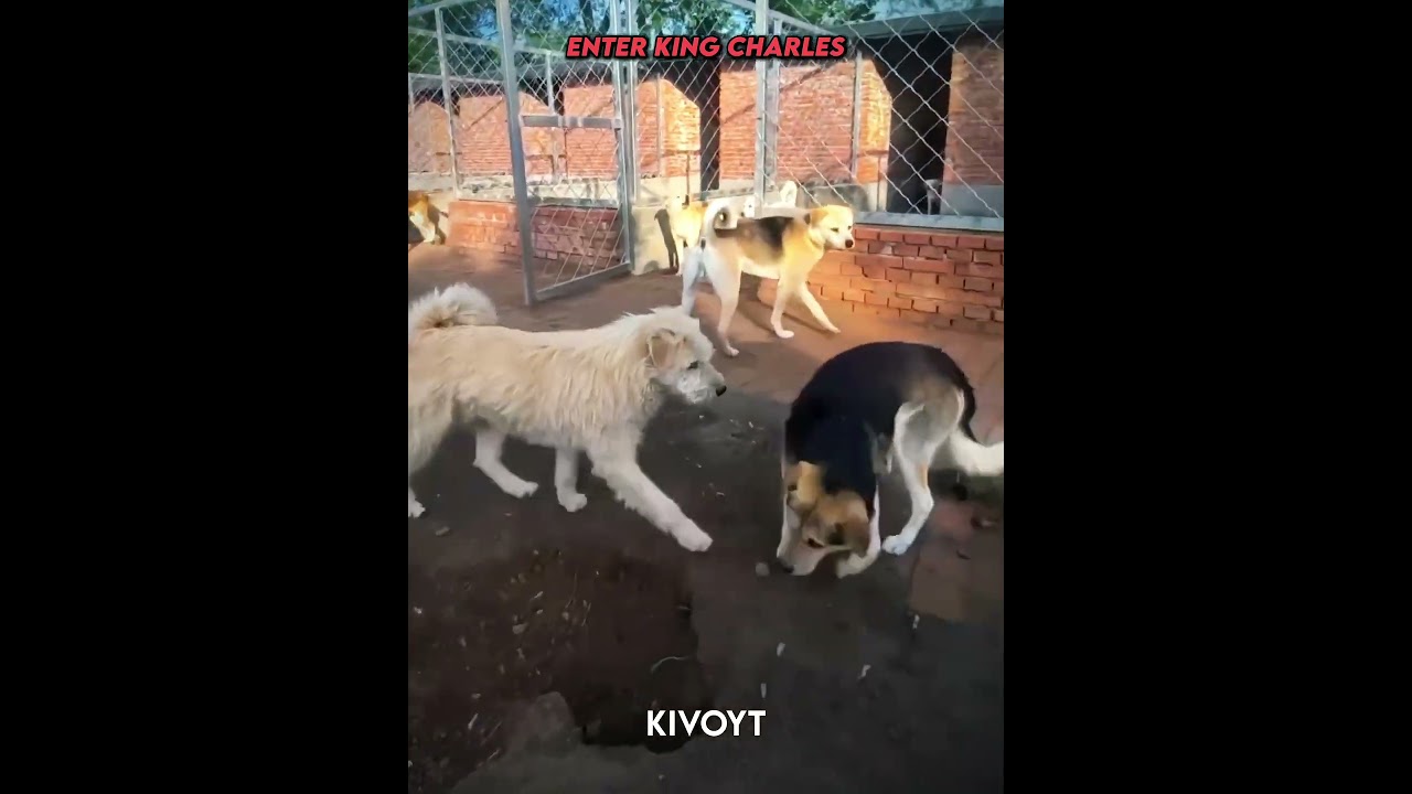 Other Dogs VS King Charles ☠️ 