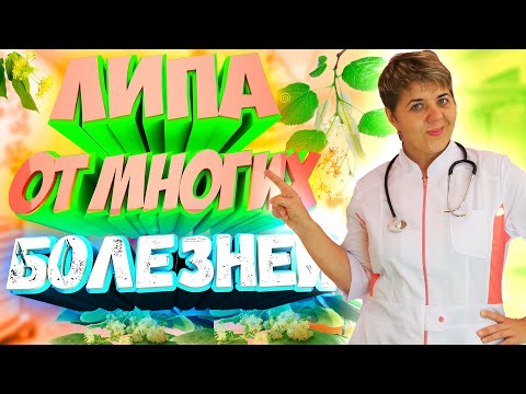 🌿 Липа: лекарство от многих 💊болезней? Узнайте у доктора Кострик