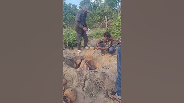 “Burning waste: Solution or pollution?”