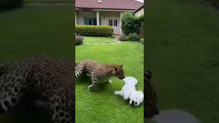 Big Dog Fights Off Hungry Leopard to Save Puppy!