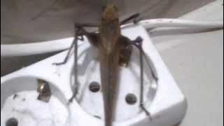 The sound of grasshopper