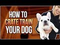 HOW TO CRATE TRAIN YOUR DOG