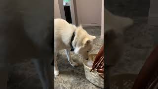 Собака встречает кота