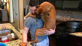 Cute Dog Can't Stop Hugging Their Human  Best Animals Show Love Videos