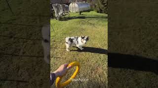 Up Aussie #dogs #puppy