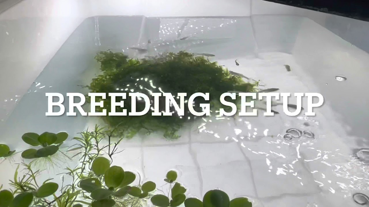 The Japan blue Endler Breeding Set Up Project