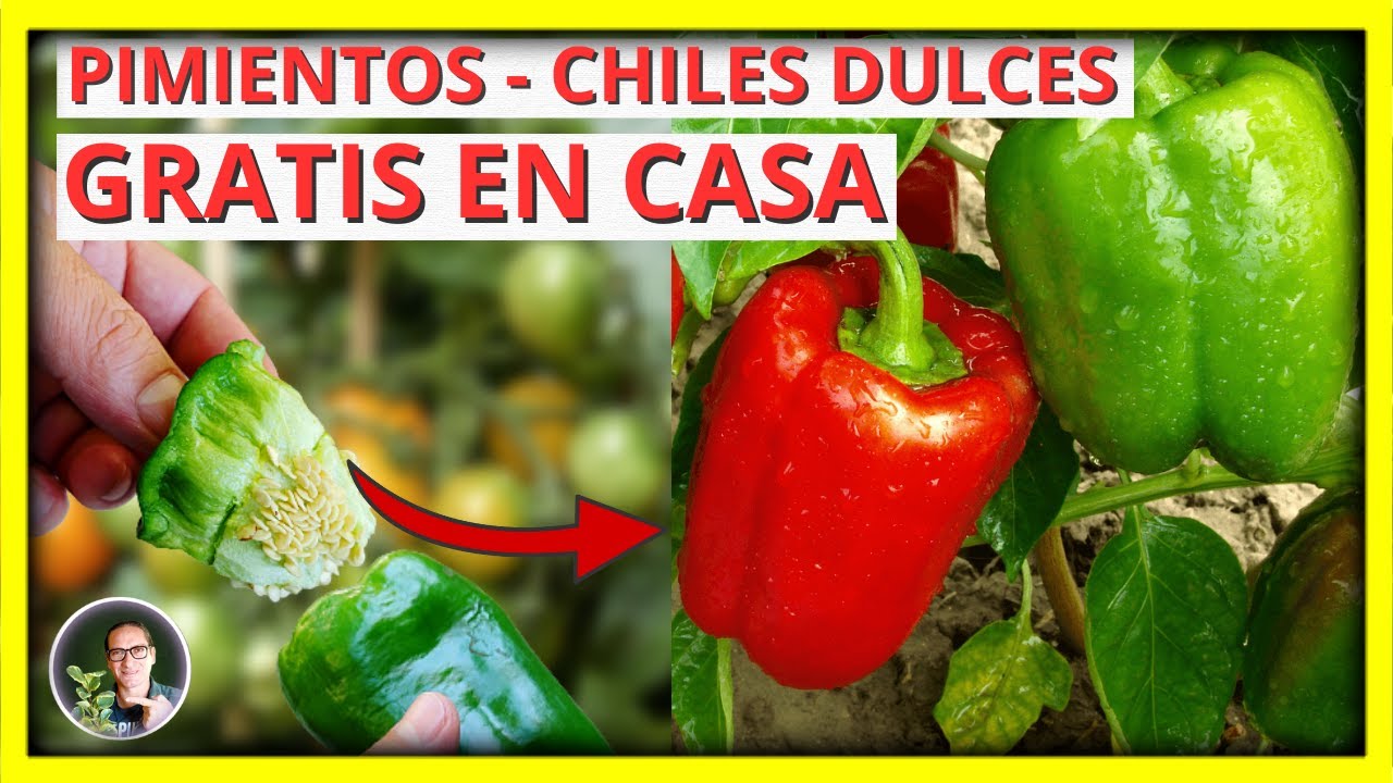 Como GERMINAR SEMILLAS de PIMIENTO o Chile Dulce en casa en POCOS DÍAS en maceta | Gio de la Rosa