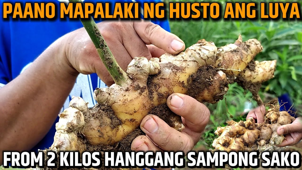 PAANO MAPALAKI NG HUSTO ANG LUYA - KAILAN DAPAT NATING ANIHIN - ANO ANG MGA PALATANDAAN