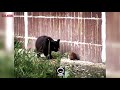 HoodRat Vs Ghetto Cats Funny Voiceover