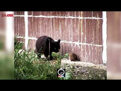 HoodRat Vs Ghetto Cats Funny Voiceover 