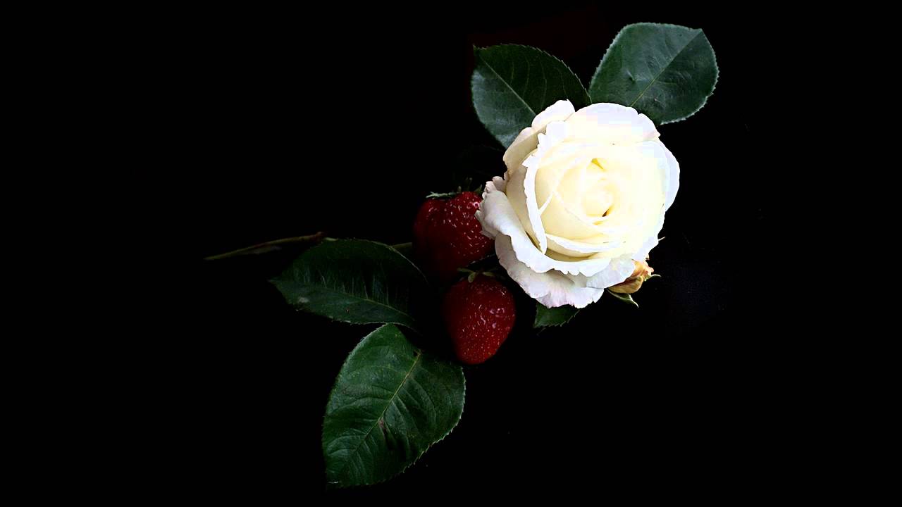 Белые розы на черном фоне картинки