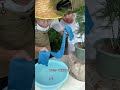 教你解决绿植的补水问题 出门放心玩 花卉绿植 养花小知识 1753332310373 教你解决绿植的补水问题 出门放心玩 花卉绿植 养花小知识 1753332310373