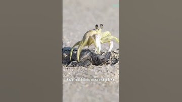 Thumbnail of Tragic Journey of Baby Turtle #turtle #sealife #facts