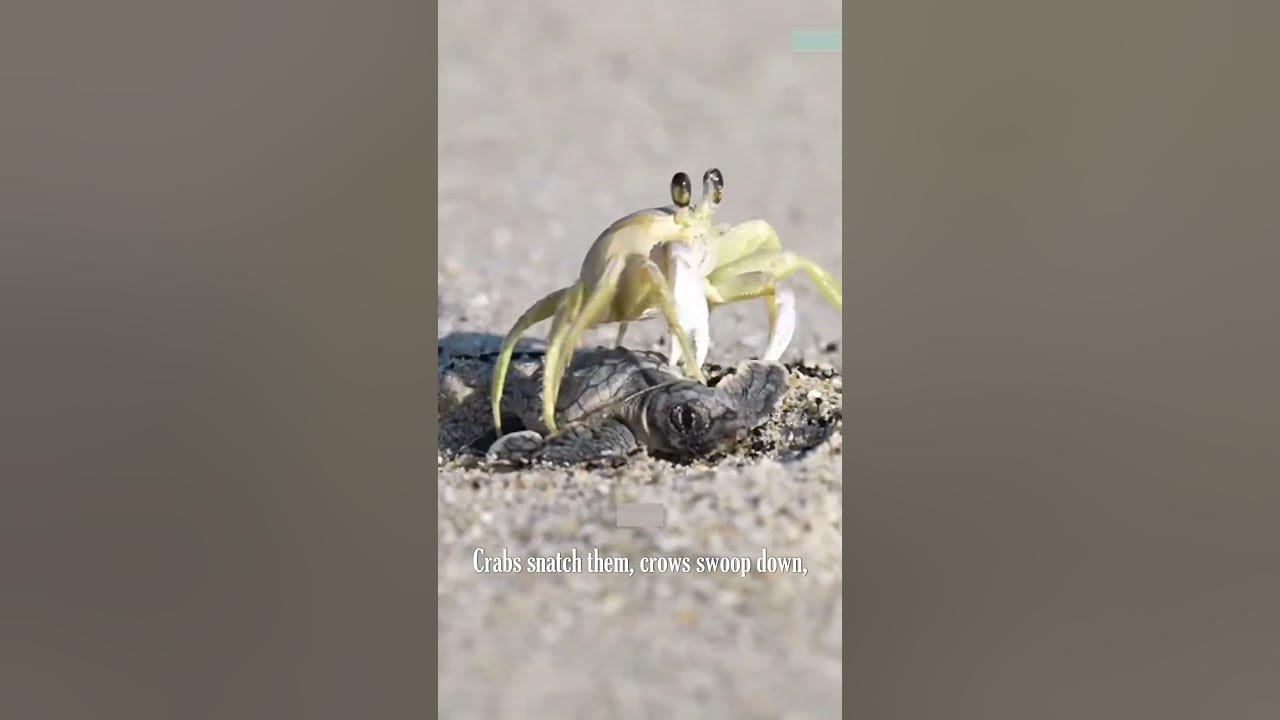 Tragic Journey of Baby Turtle #turtle #sealife #facts