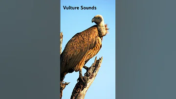 Vulture Sounds Animal Sound Effects 