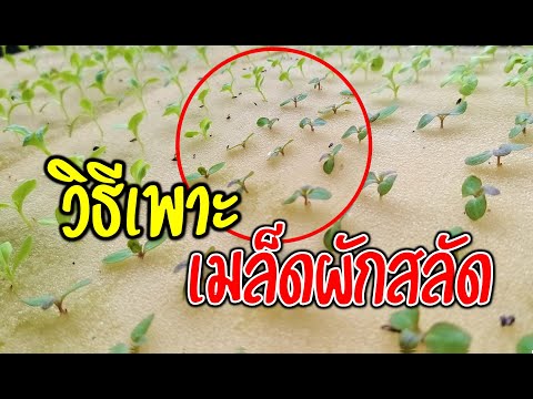 สอนมือใหม่เพาะเมล็ดผักสลัดให้สวยงอกทุกเมล็ด และเทคนิคทำอย่างไรไม่ให้ผักสลัดยืด ต้นโตแข็งแรง