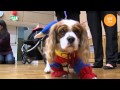 Dogs Dress Up for Barnardos and RTÉ 2fm.