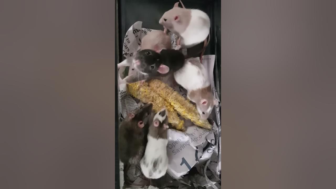 Curious rats eating corn cobs YouTube