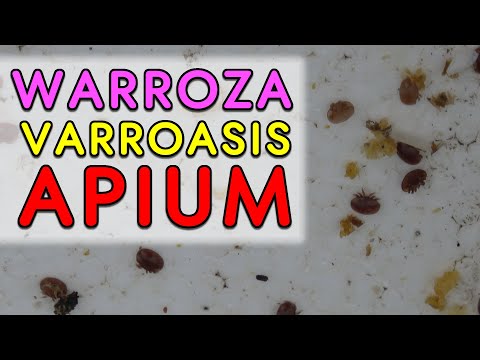 Warroza Varroasis apium